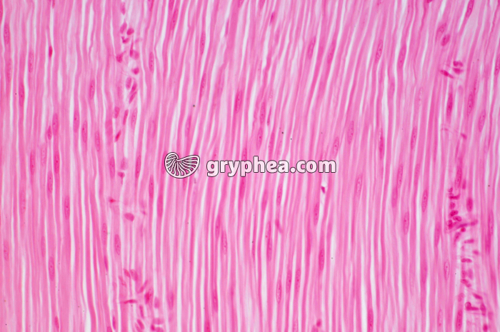 Muscle lisse CL intestin x100 - gryphea.com